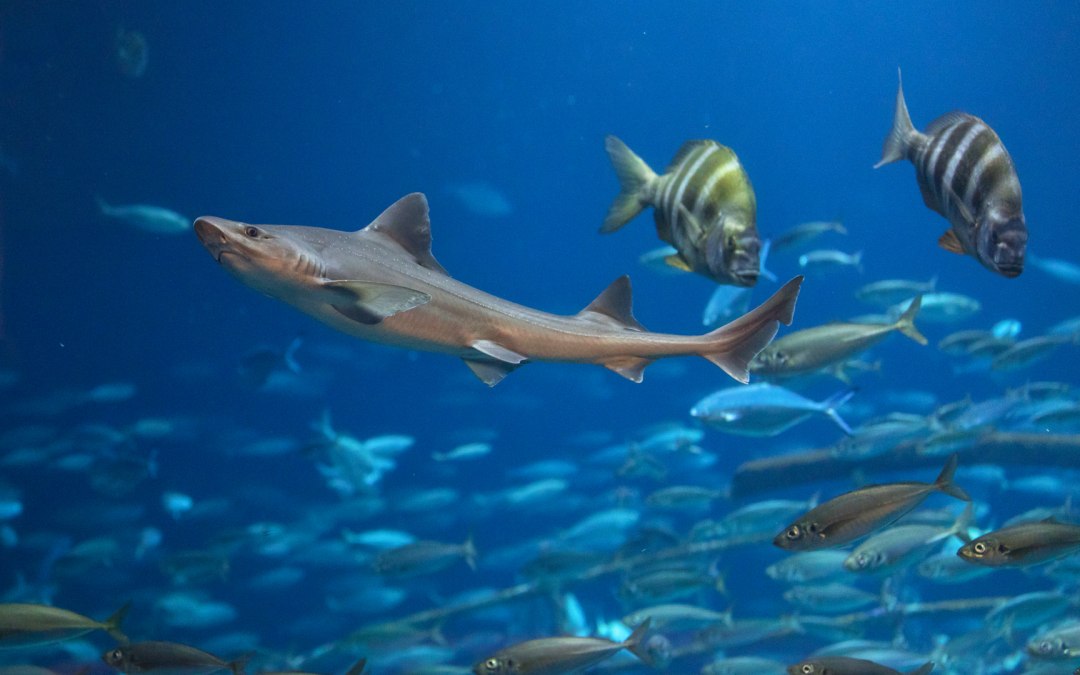 Im Aquarium „Offener Atlantik“ sind mehrere Haiarten zu sehen, darunter auch Glatthaie, © Anke Neumeister/Deutsches Meeresmuseum