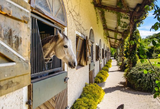 Die Reitanlagen im Land bieten viel Platz für Kinder, Erwachsene, Ponys und Pferde., © TMV/Bombis