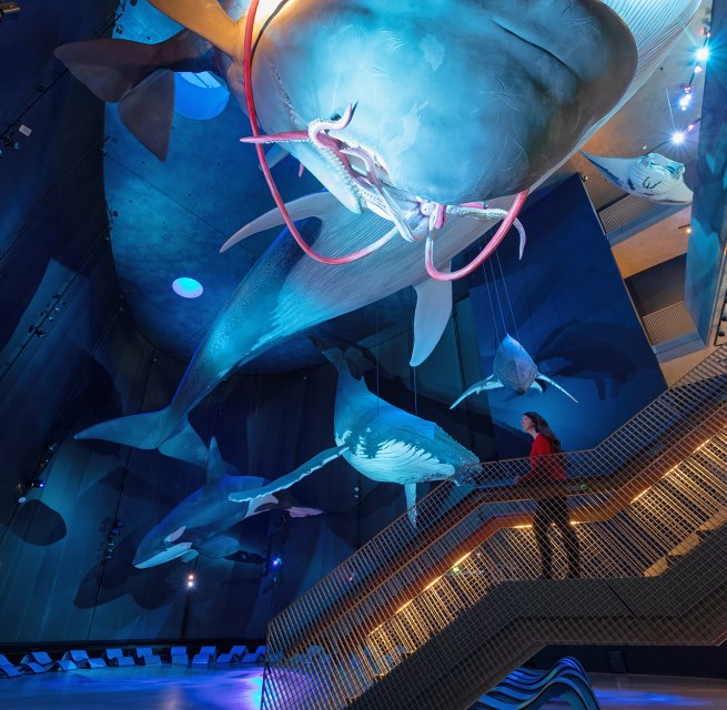 Eine Museumsbesucherin erblickt die Riesen der Meere im OZEANEUM. (Foto: Anke Neumeister/Deutsches Meeresmuseum)