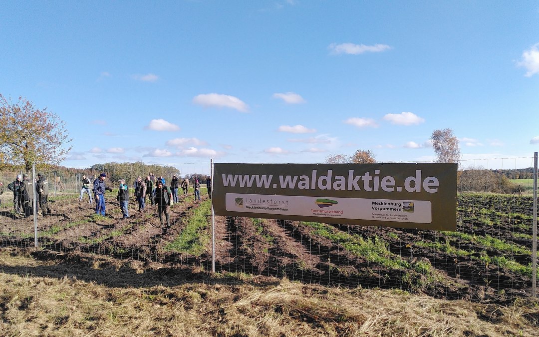 Ein Klimawald auf Rügen entsteht, © Johanna Köhnlein